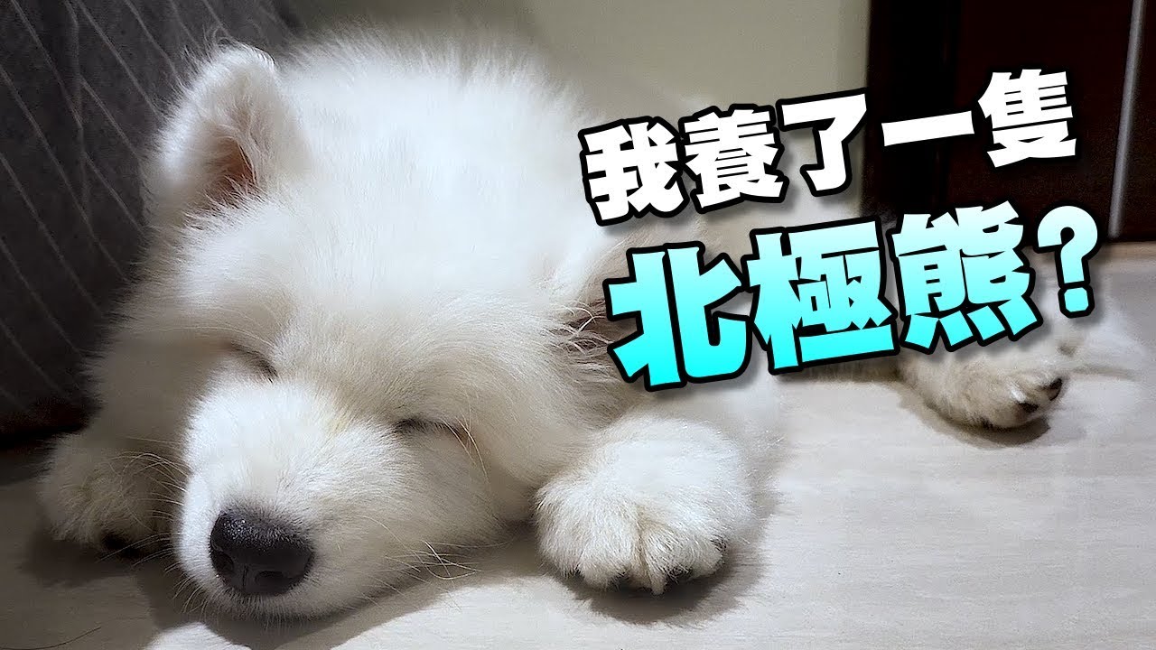 【薩摩耶 SAMOYED】我養了一隻北極熊?