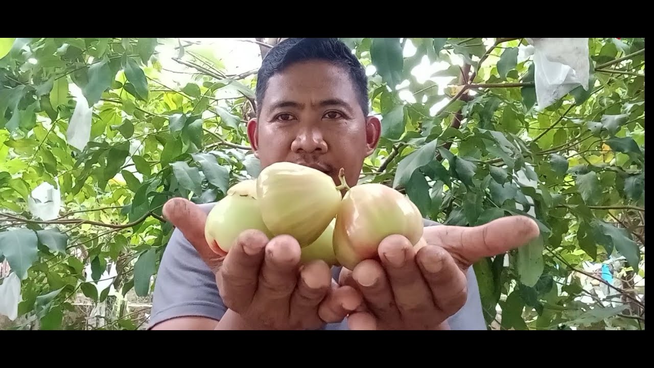 MELIHAT JAMBU AIR X14 ( HASIL SILANG GENETIK ) 