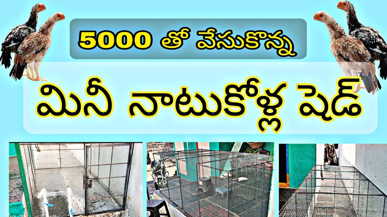 5000 లో నాటుకోళ్ల మినీ షెడ్ |  low price poultry farm undar 5000 | building a mini shed 