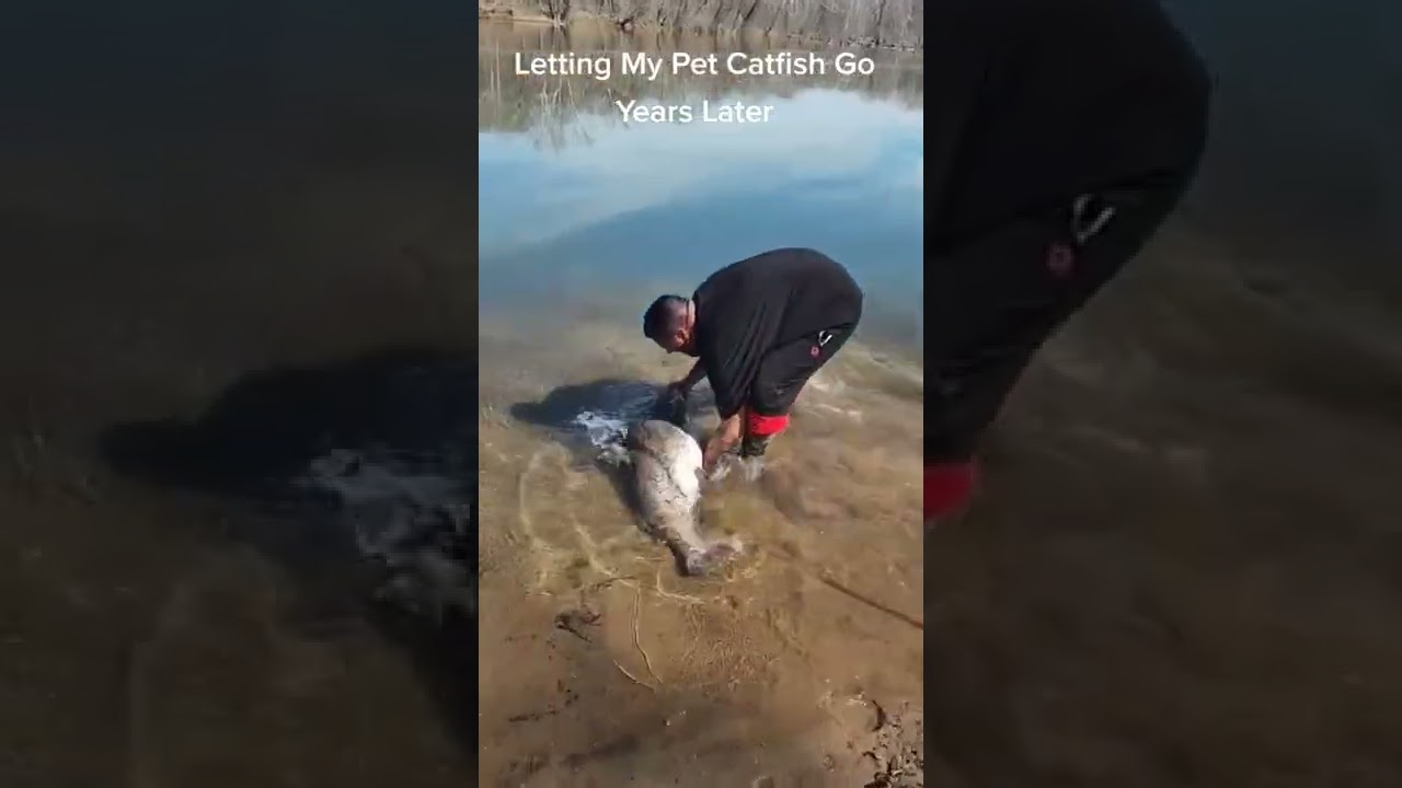 Just Letting My Pet Catfish Go 😂#pet #catfish #fishing #littlefish #bigfish