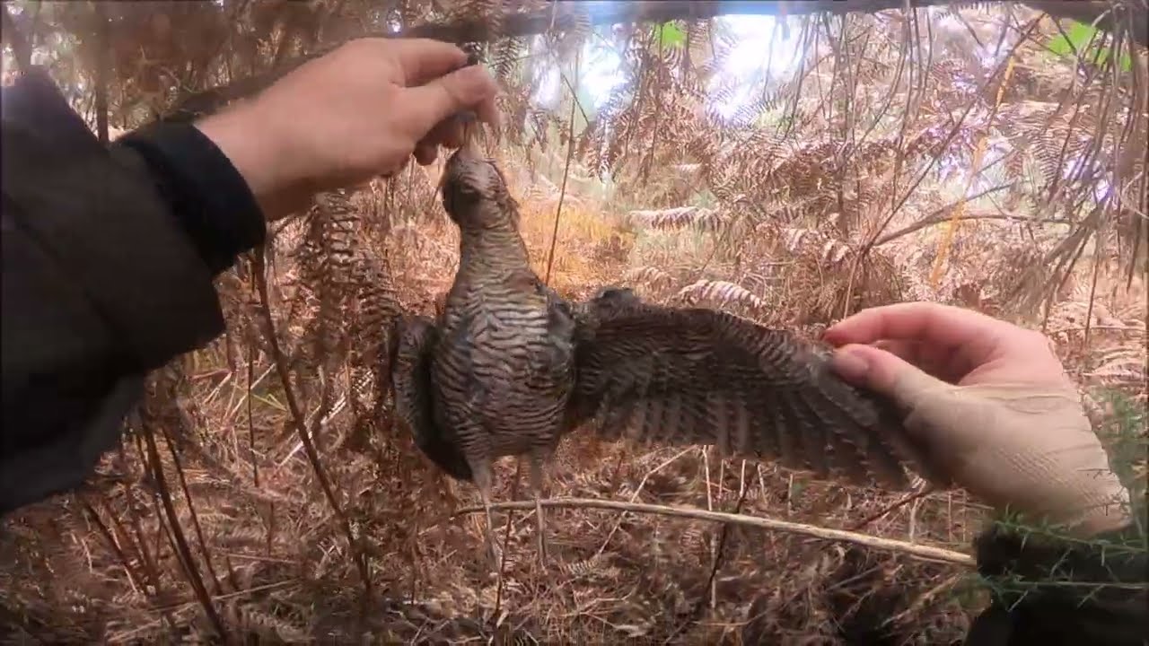 1ère bécasse de la saison pour Sashka