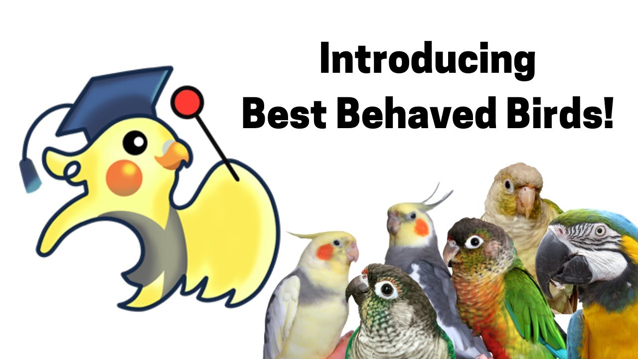 Best Behaved Birds | Affordable Parrot Behaviour & Training Consultation | TheParrotTeacher