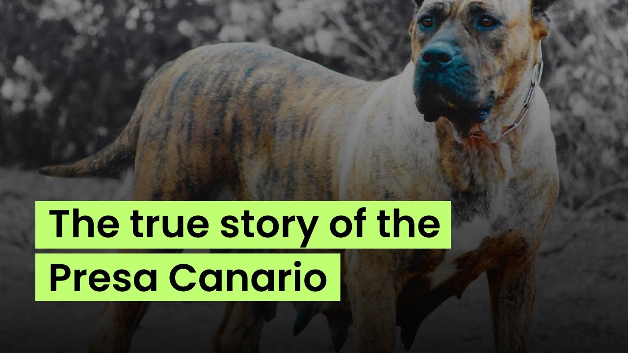 The true story of the Presa Canario