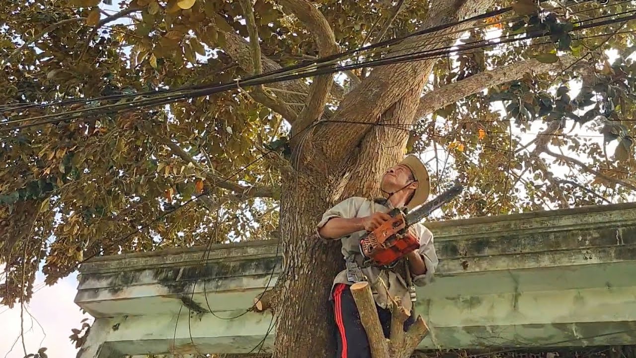 Cưa cây Vú sữa Mica siêu khủng / Sawing a super huge Mica Star Breast Tree | T573