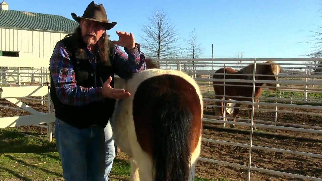 How to tell a mare is ready to foal ! stall13.com videos