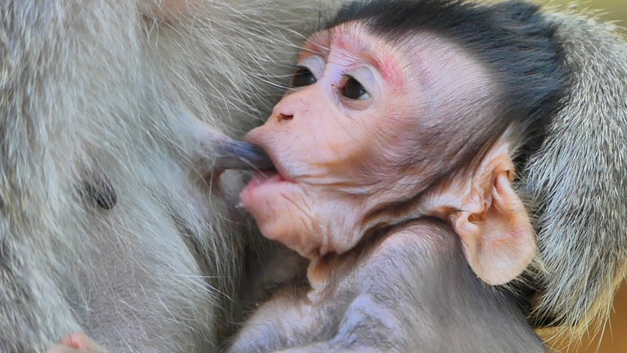 Cuties little Jolan not wait trying fast to drink sweet milk mommy. Very sweet.