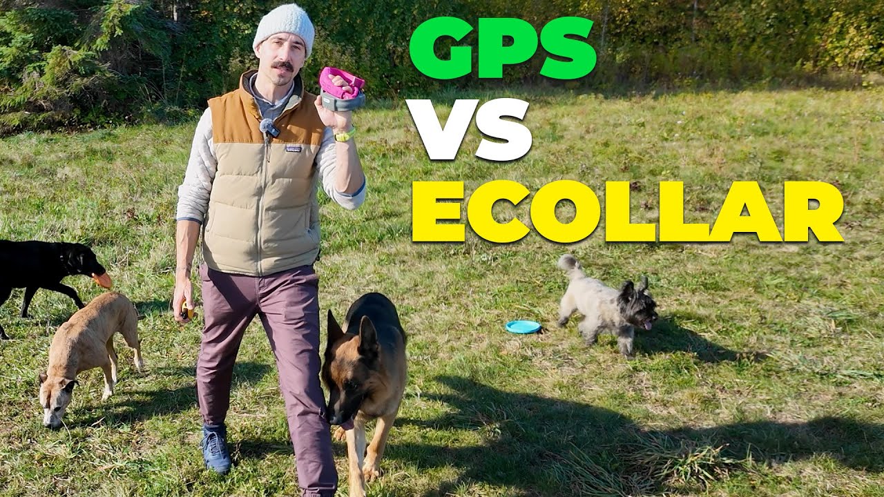 GPS Fence Collar vs Ecollar