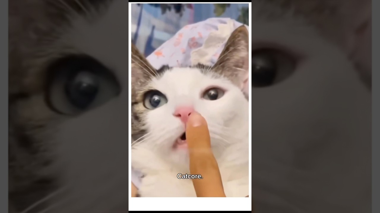 Cats Are Such Actors | Dramatic Cats That Can &lsquo;Talk&rsquo; to People