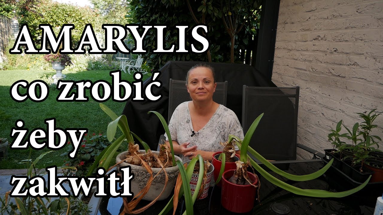 Co zrobić żeby AMARYLIS zakwitł na święta / Hippeastrum / Amarylis w doniczce / MrsGarden