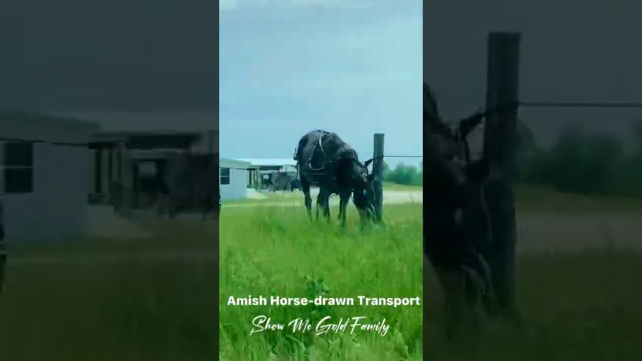 Amish Horse-Drawn Transport #shorts #transport #amish #horse
