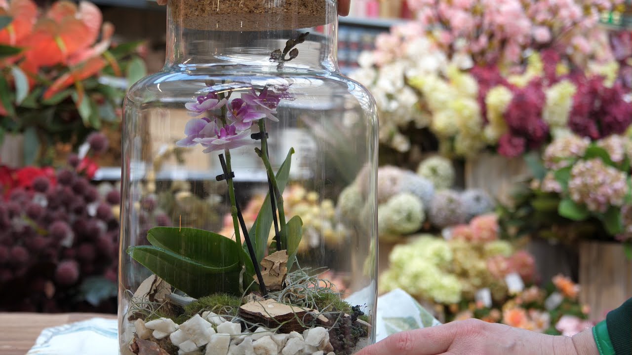 DIY - Orchidee im Mini-Gewächshaus