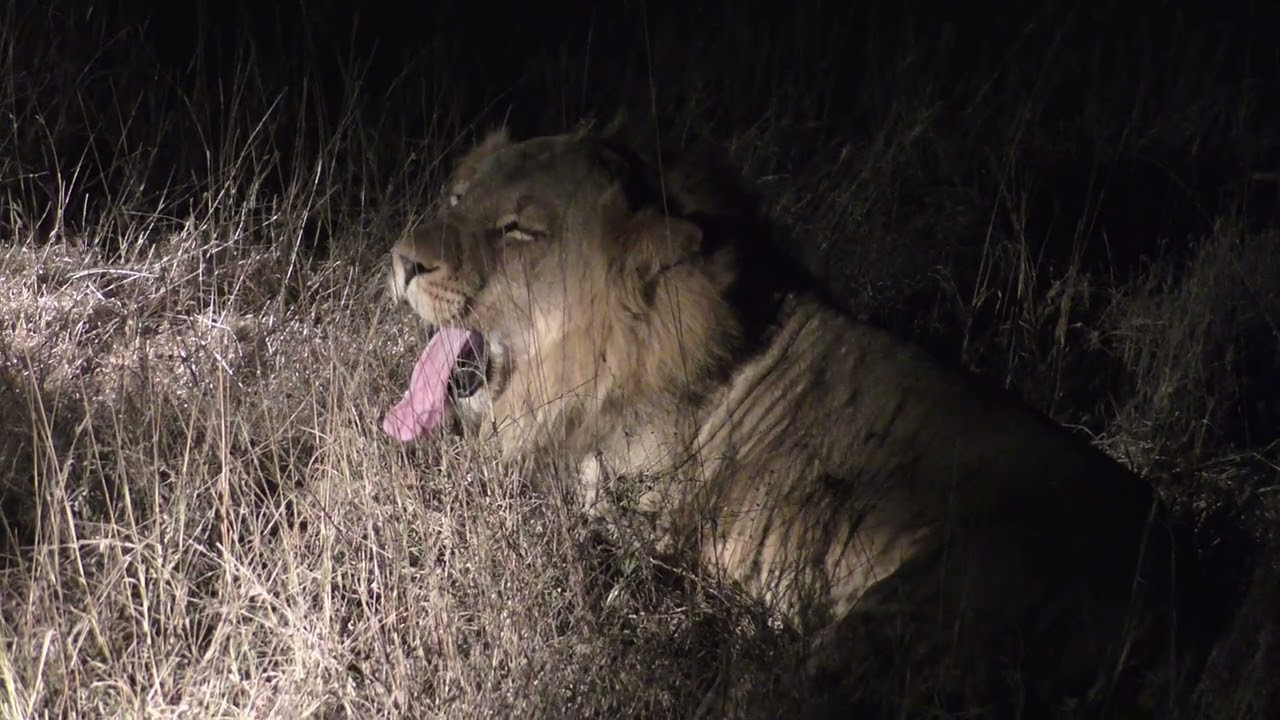 Simbambili Lodge in 4K - Kruger Park - South Africa - Lion Sighting - 3 September 2023