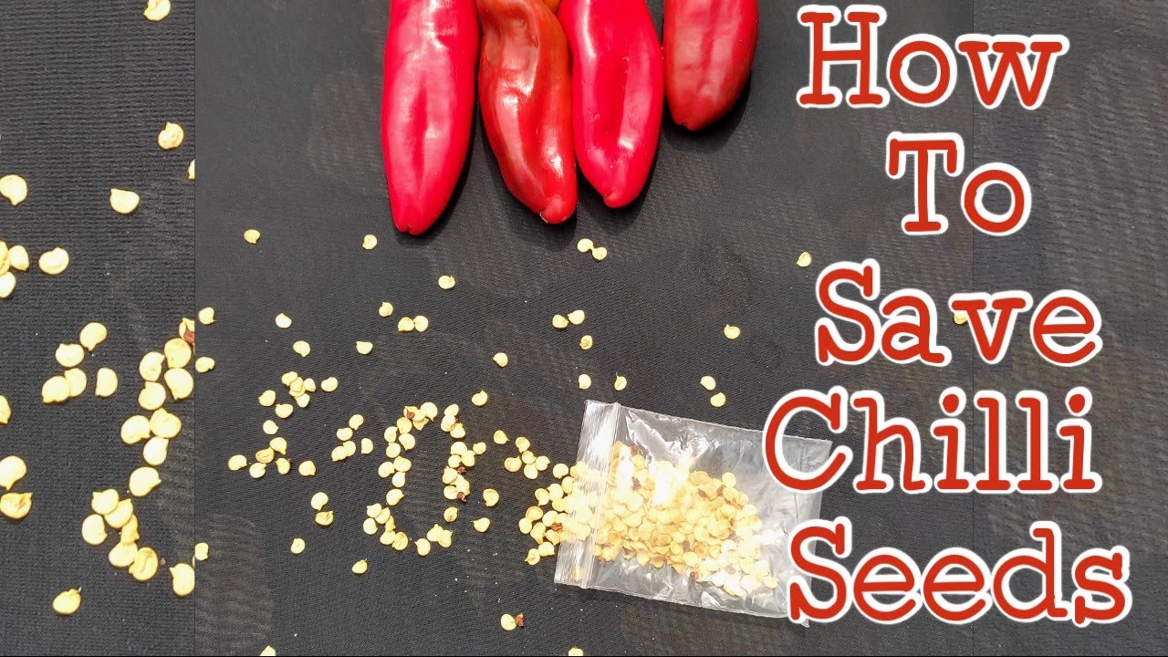 How To Save Pepper Seeds To Grow Next Year| How To Save Chilli Seeds