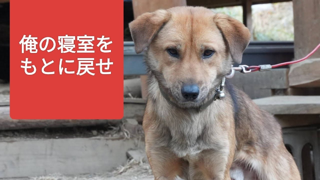 チク小屋とウマ小屋（犬小屋）クレームで再リフォーム…