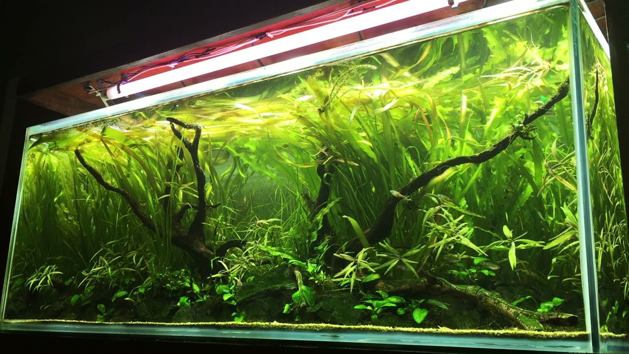 Jungle Aquascape (Full video)
