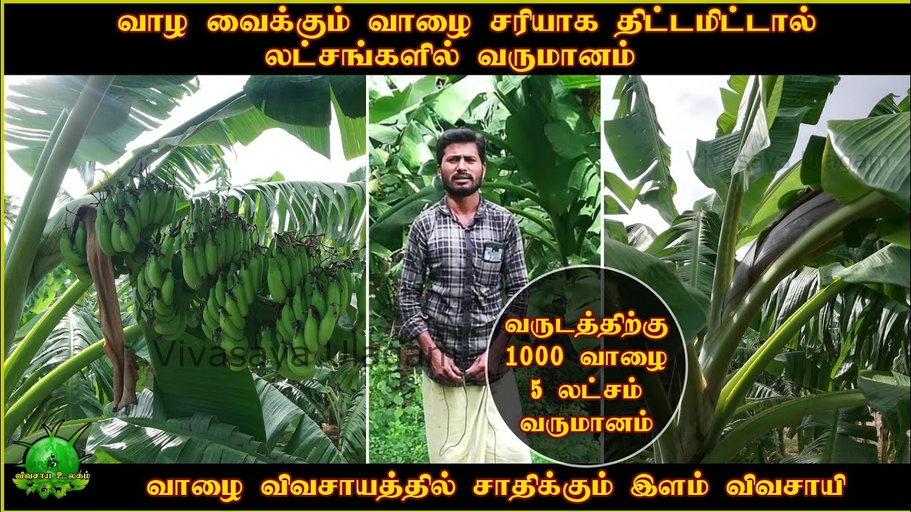 வாழ வைக்கும் வாழை சரியாக திட்டமிட்டால் லட்சங்களில் வருமானம் ?