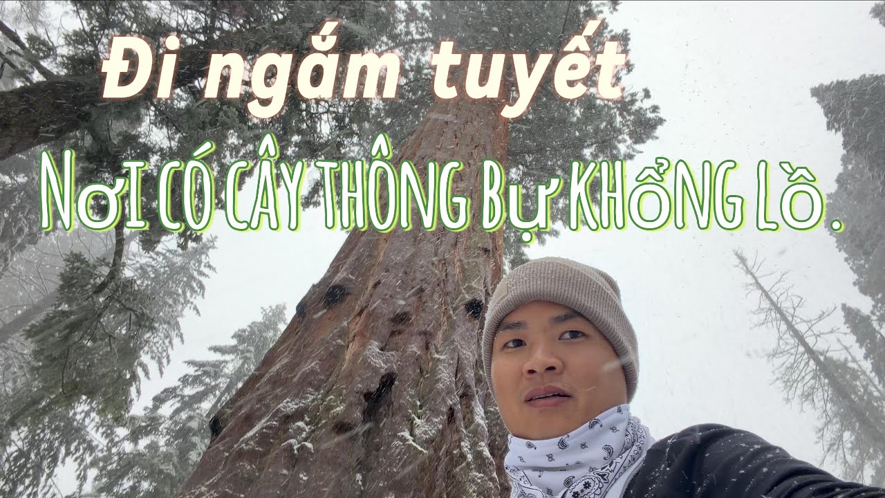 TRẢI NGHIỆM NGẮM TUYẾT VÀ CÂY THÔNG KHỔNG LỒ Ở MỸ.