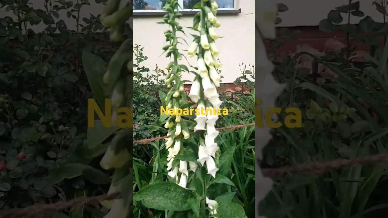 Naparstnica roślina wiejskich ogrodów. 