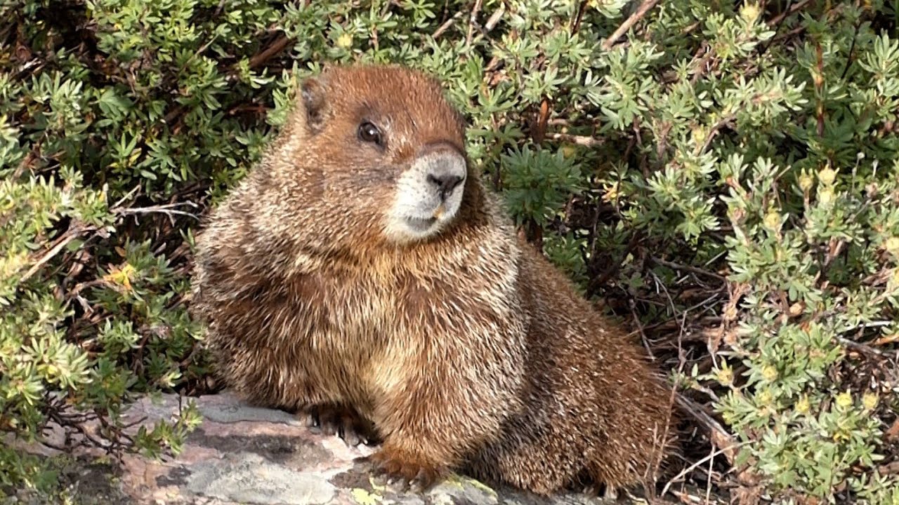 Yellow-bellied Marmots - Whistle Call, Stand on Alert