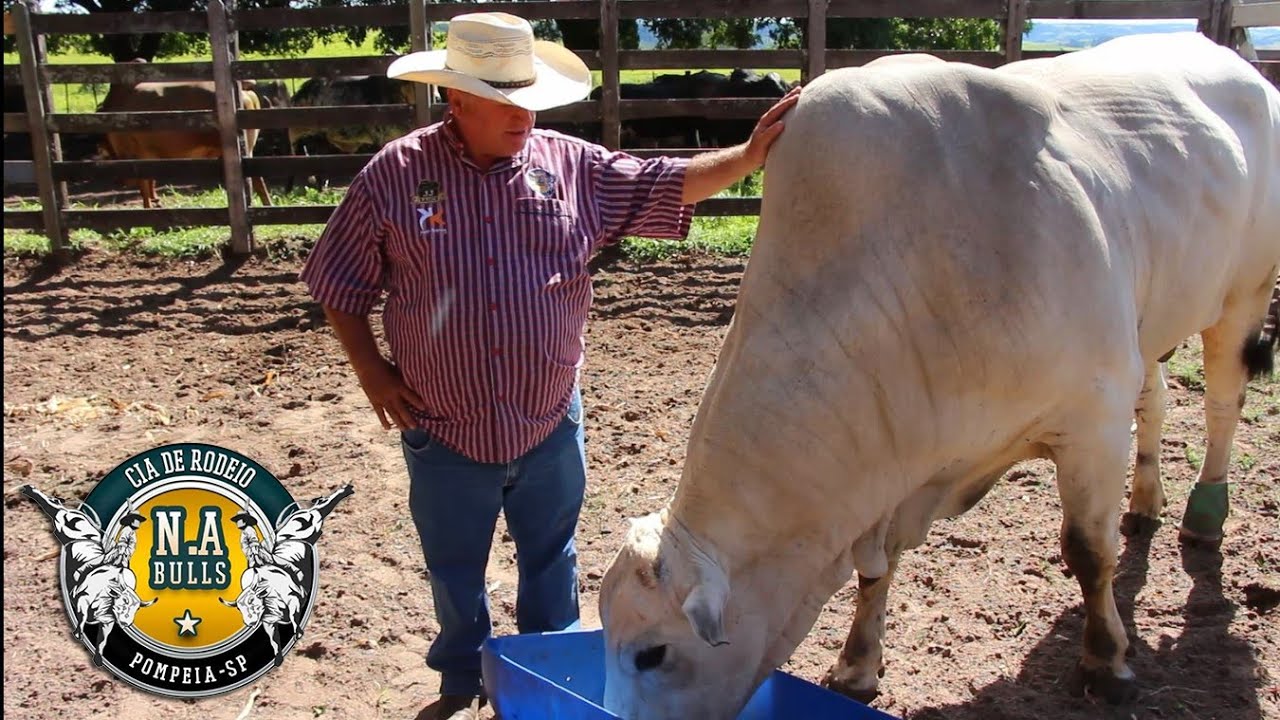 VISITANDO A CIA N.A. BULLS - PARTE 01 (A BOIADA)
