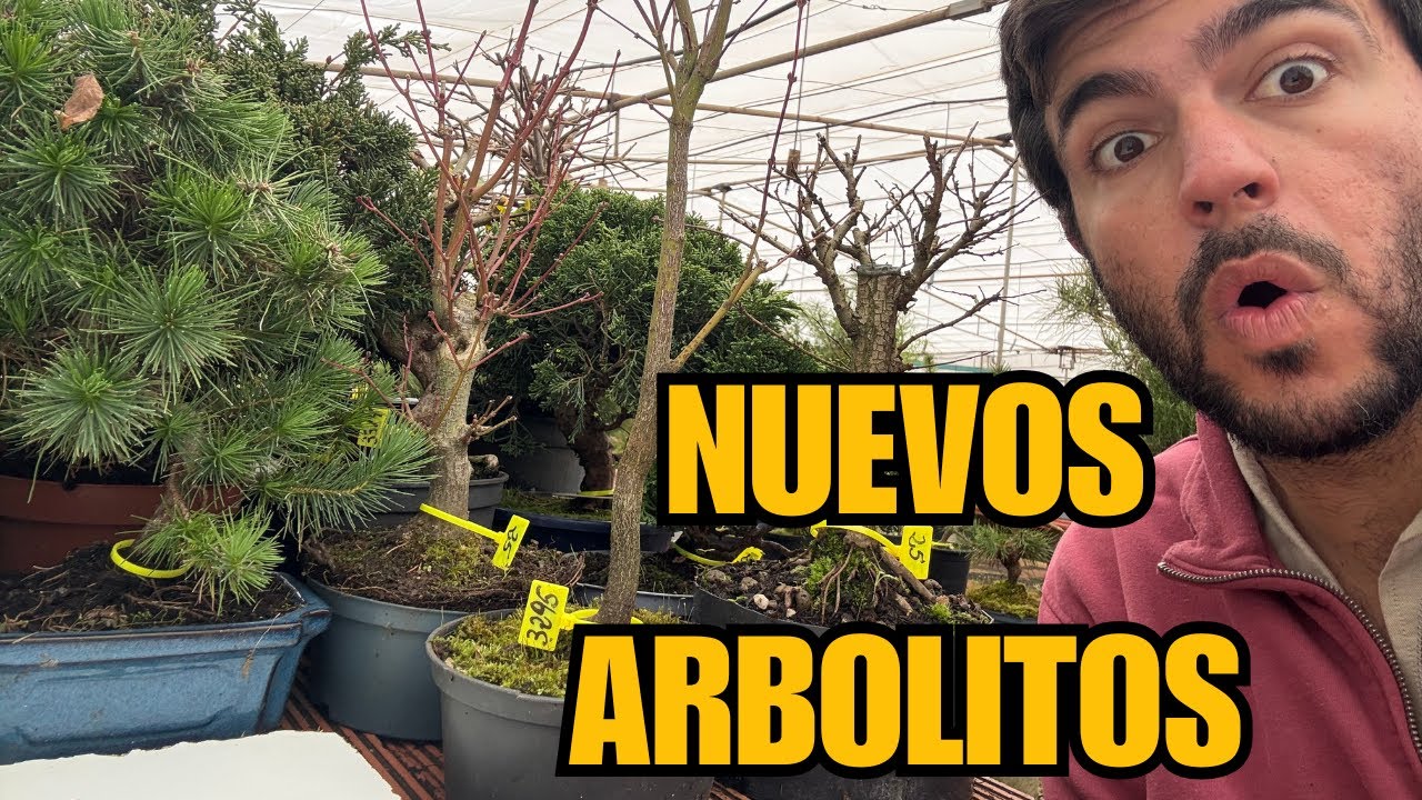 Nuevo video de ventas Burgerianum, Itoigawa, Pinos