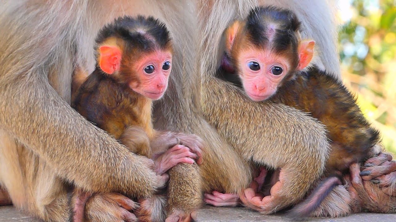 Mama Monkey MOKA Loves Her New Baby MOKATE — Special Hybrid Bond 🐒💛