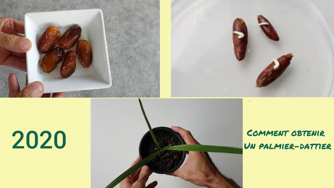 Comment faire pousser un palmier-dattier à partir d'un noyau de datte ?