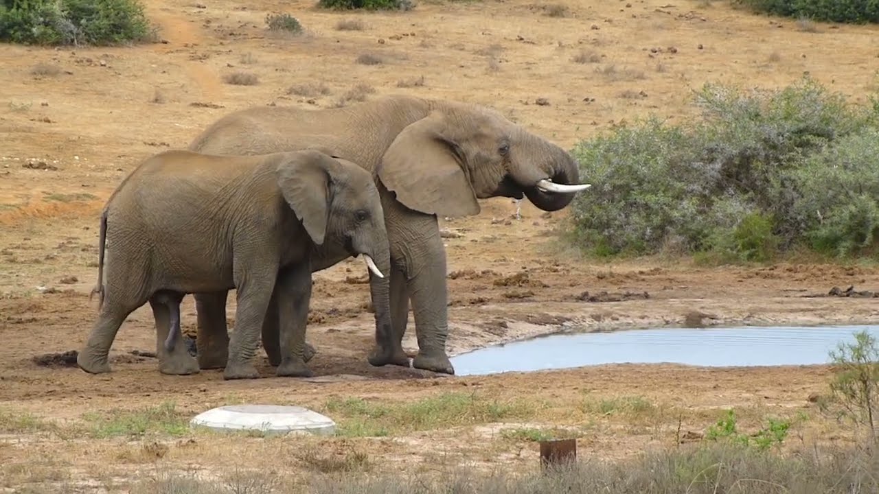 Our day spent on a South African safari, 2024.