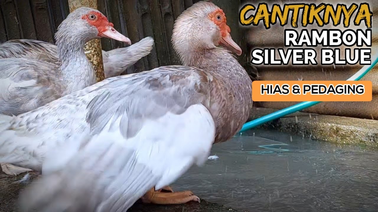 SECANTIK INI ! TERNAK ENTOK RAMBON SILVER BLUE HABIS MANDI