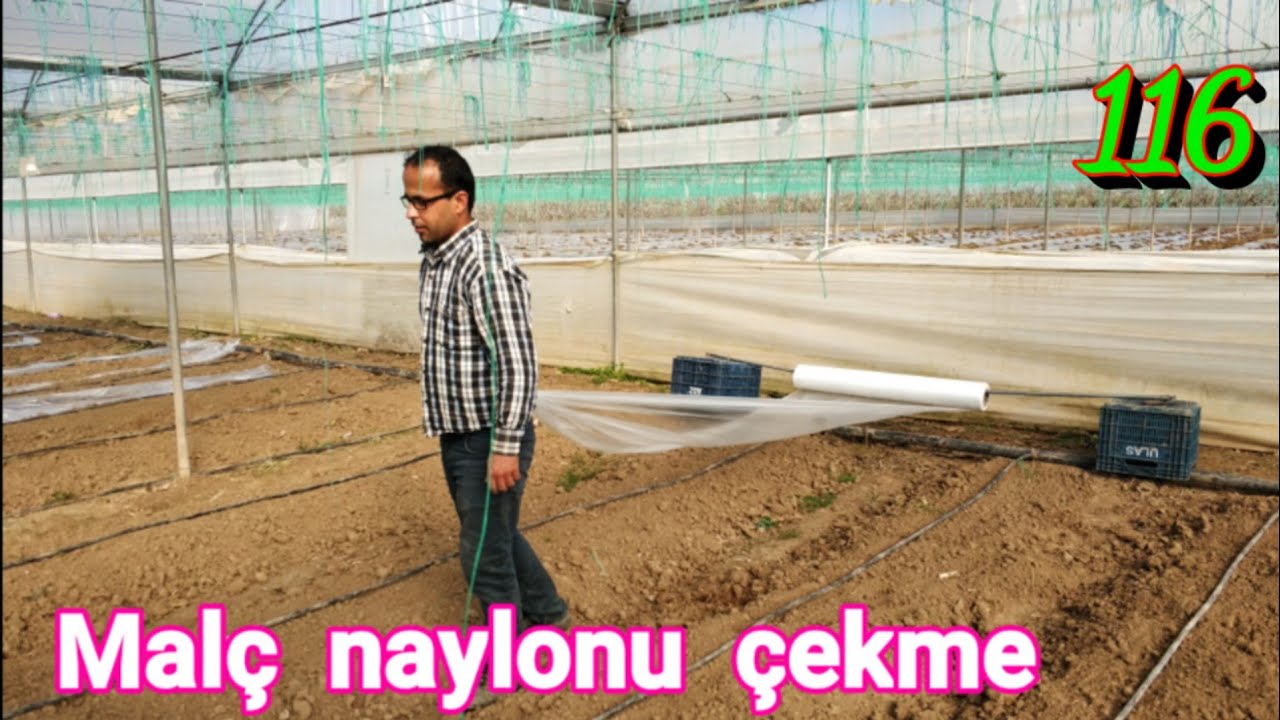 116 Malç naylonu çekme işlemi. Sera Kavun yetiştiriciliği mersin Tarsus  tarım ve sebze yetiştirme