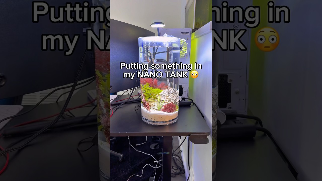 Adding live animals to my NANO TANK!?