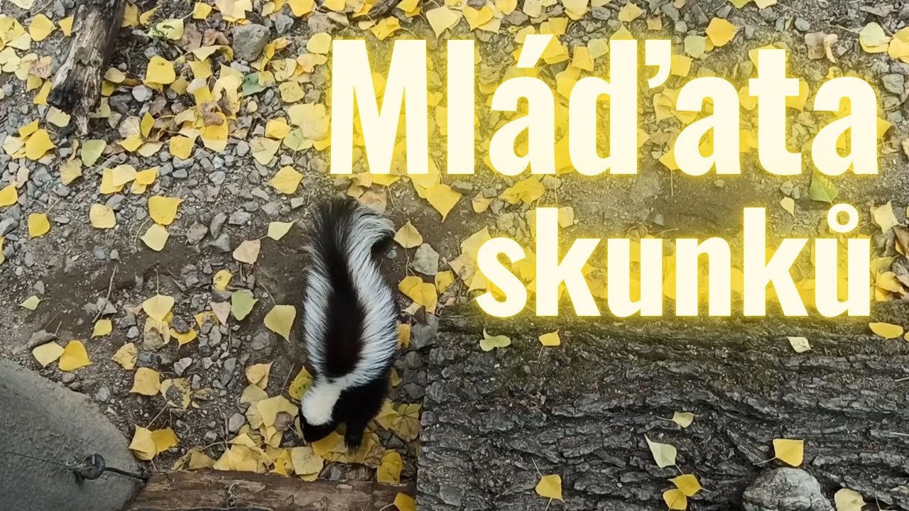 Mláďata skunků řádí v expozici