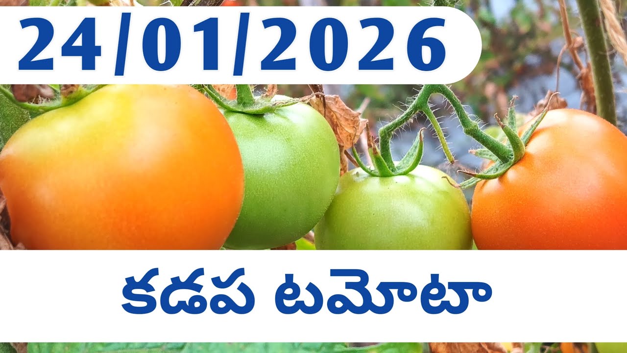 24/01/2026 Kadapa Tomata Market Rate Today || Today Tomata Price || Tomato Rate Today