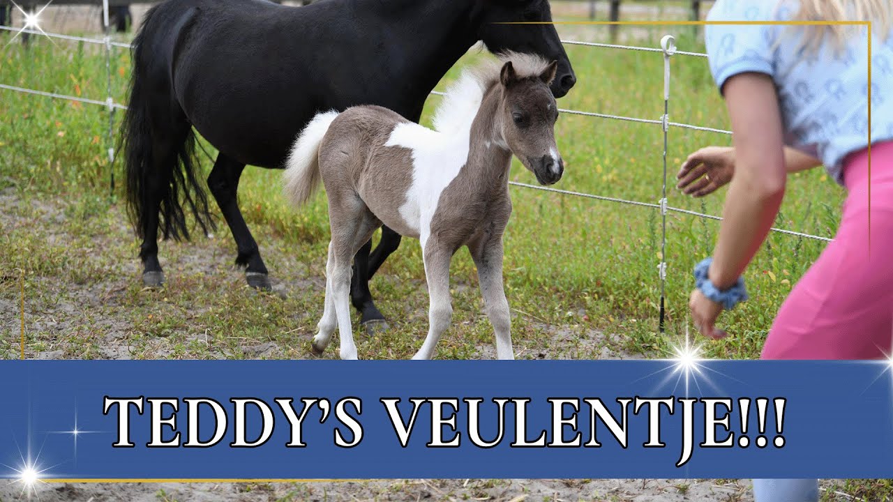 BRITT ontmoet TEDDY’s zoon | PaardenpraatTV
