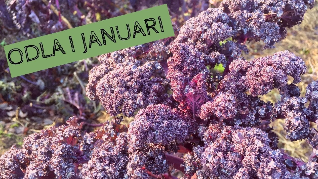 Odla i JANUARI - Vad jag skördar i trädgården och andra uppgifter att ta tag i trädgården i januari