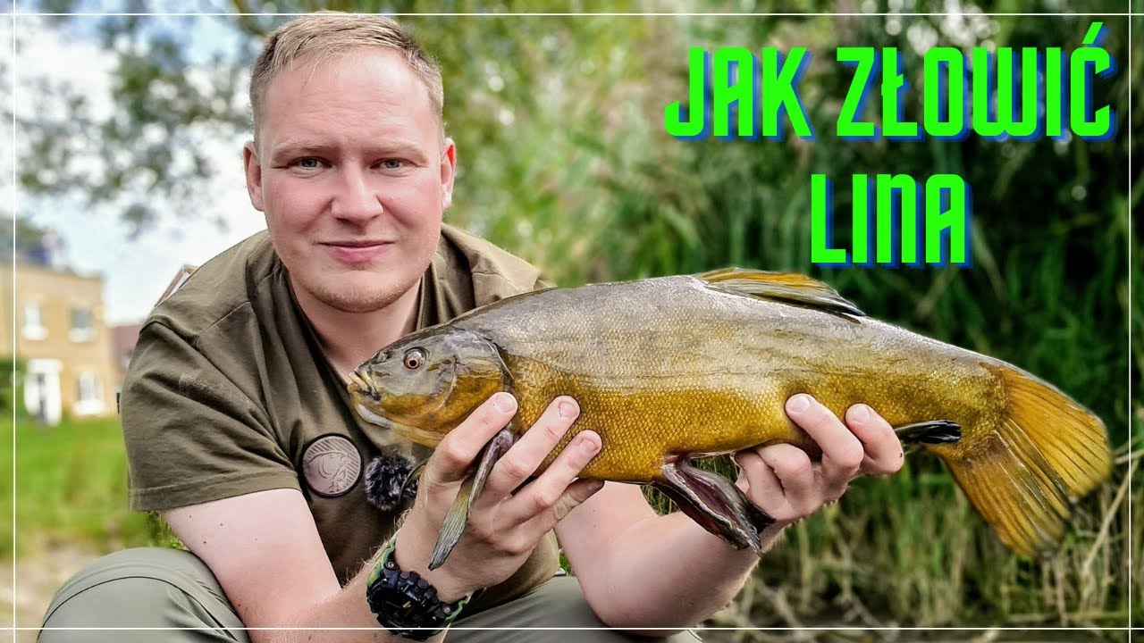 Wędkarstwo i łowienie linów - Lin na metodę! Jak złowić lina
