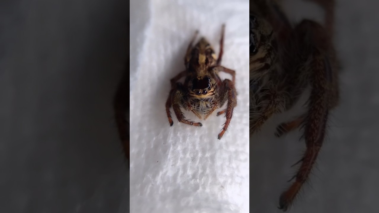 Распаковываем САМОГО БОЛЬШОГО паука-скакуна на планете! #jumpingspider #shorts