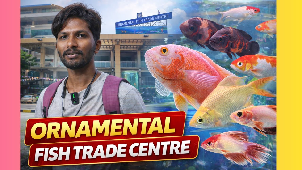 🐠 Pongal Festival Fish Vibes 😍 | Chennai Ornamental Fish Trade Centre 🎉🔥