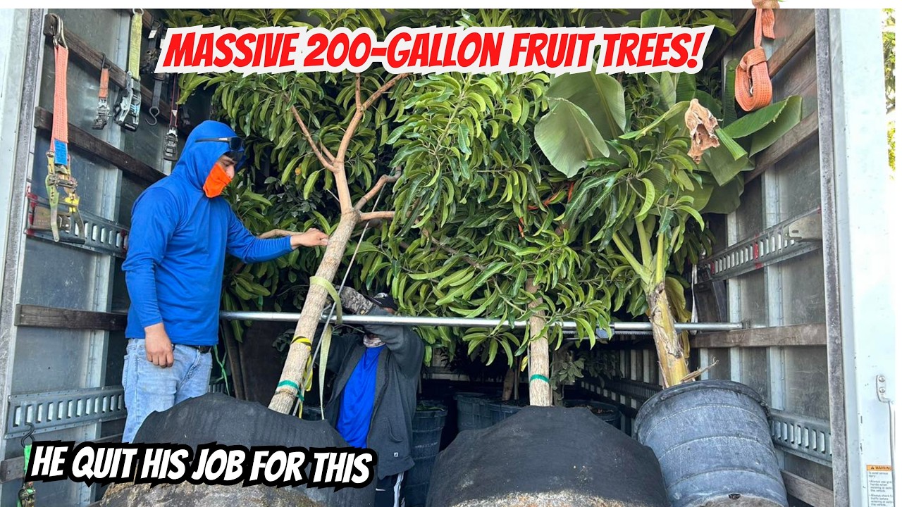 He Quit His Job to Sell Fruit Trees | Giant Mango & Rare Fruit Trees at D’s Fruit Trees Nursery