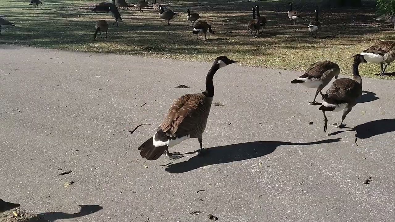 geese2 #geese #cobrachickens #goose 