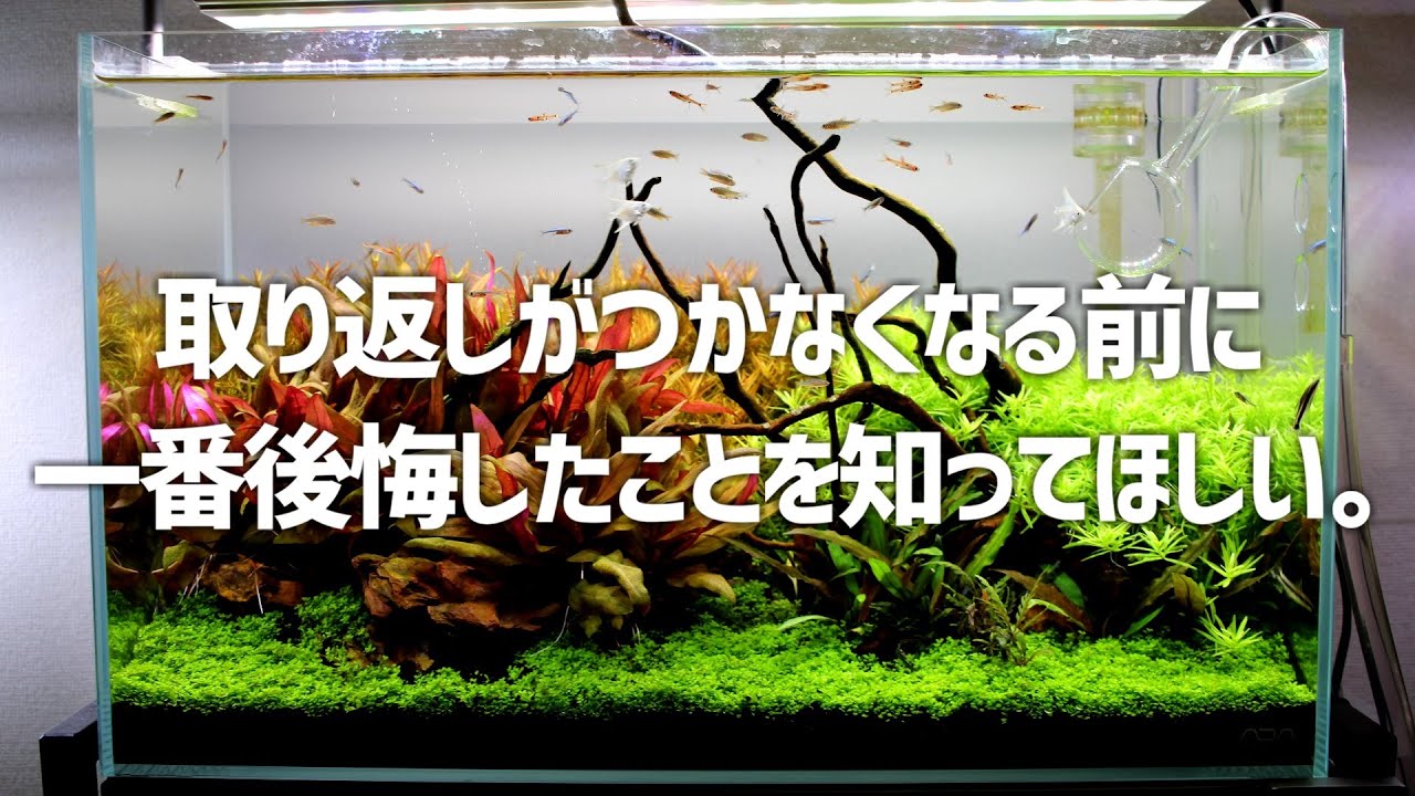 アクアリウムやってて一番後悔したことを詳しく解説します。#473【アクアリウム】