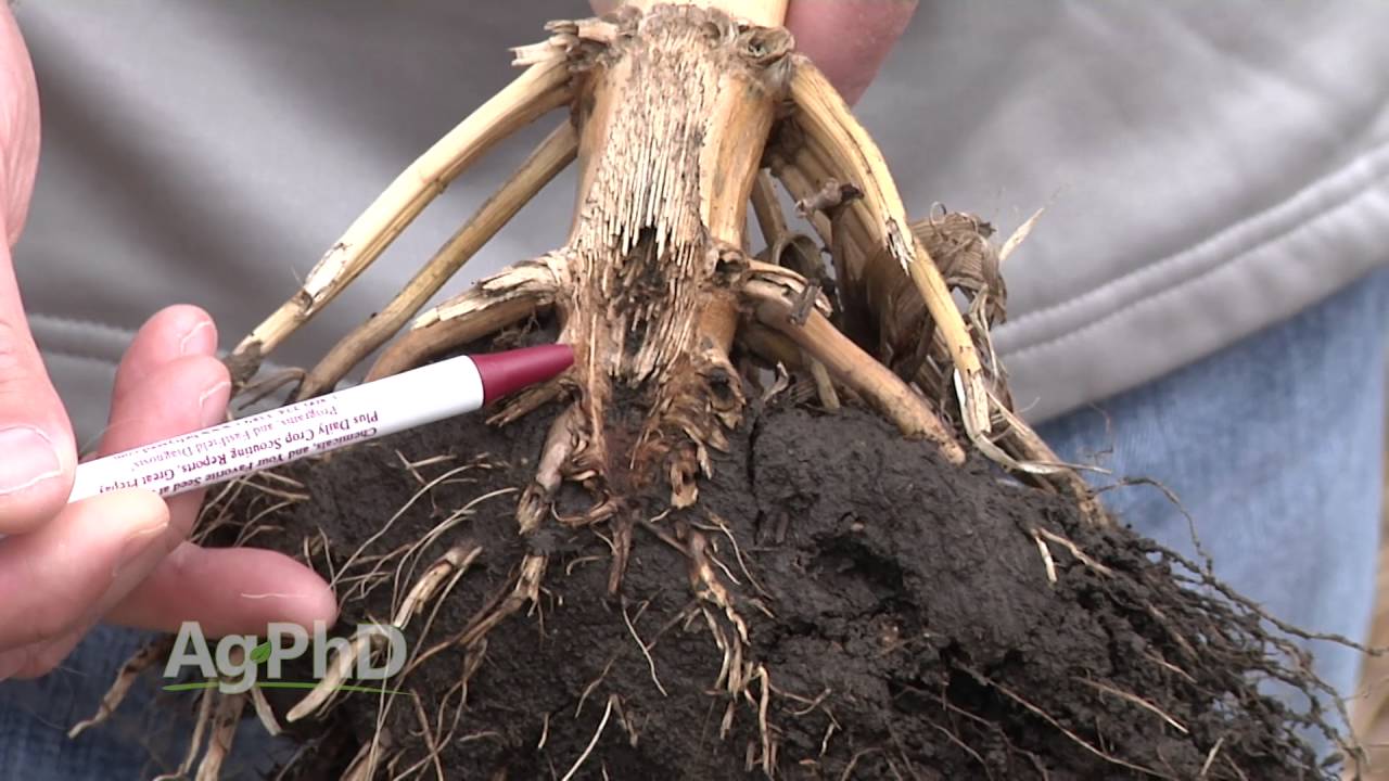 Farm Basics #946 Corn Root Systems (Air Date 5-22-16)