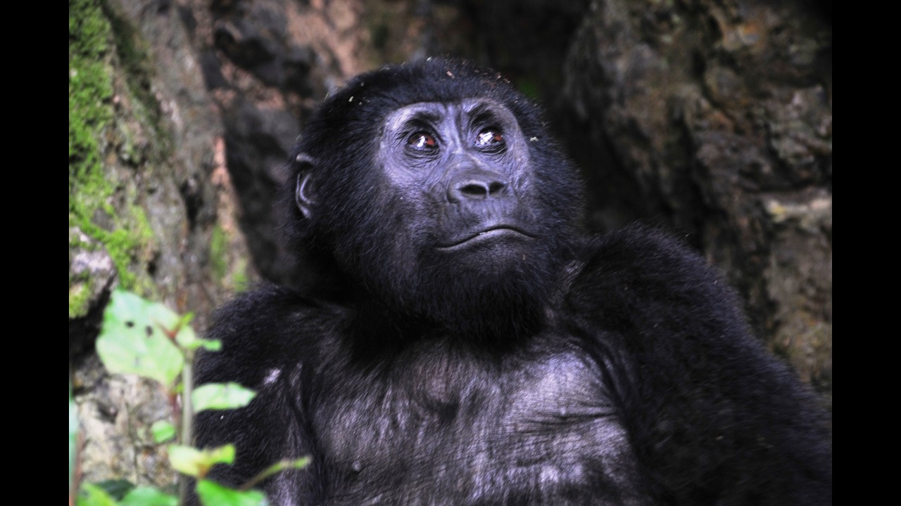 Uganda Reise mit Schimpansen und Gorilla Tracking