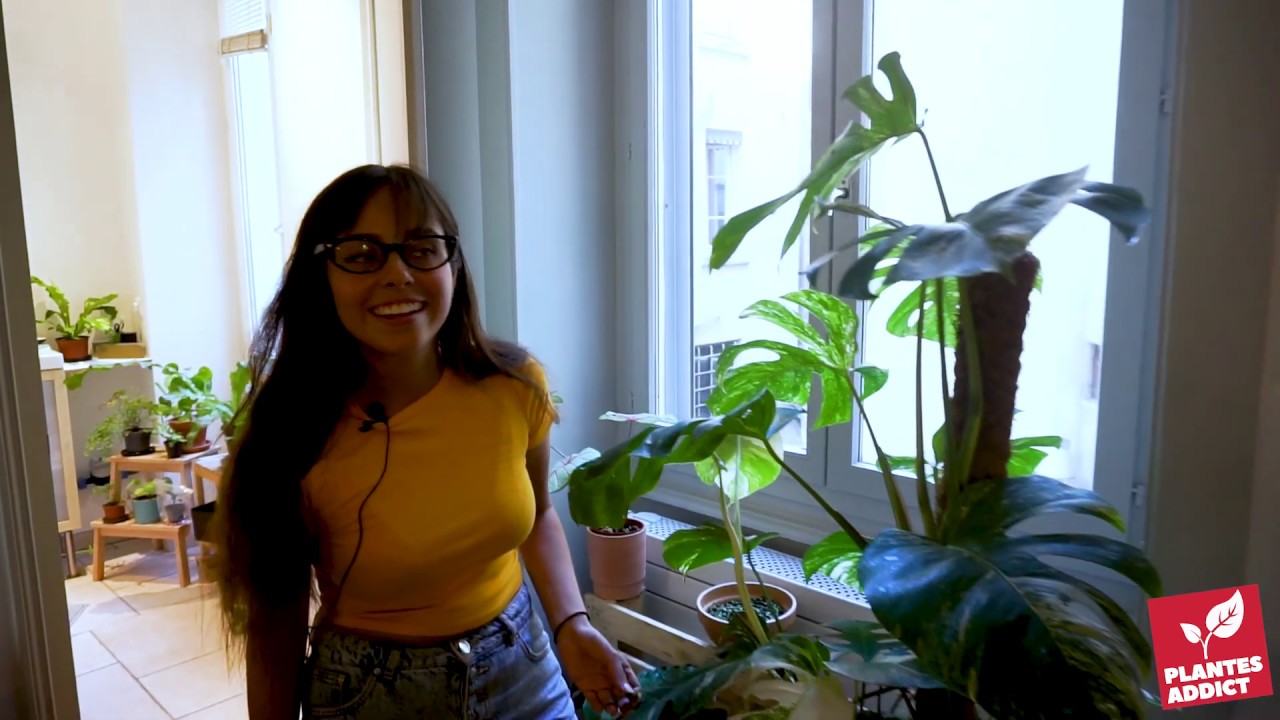 Comment effectuer l'ENTRETIEN d'une MONSTERA