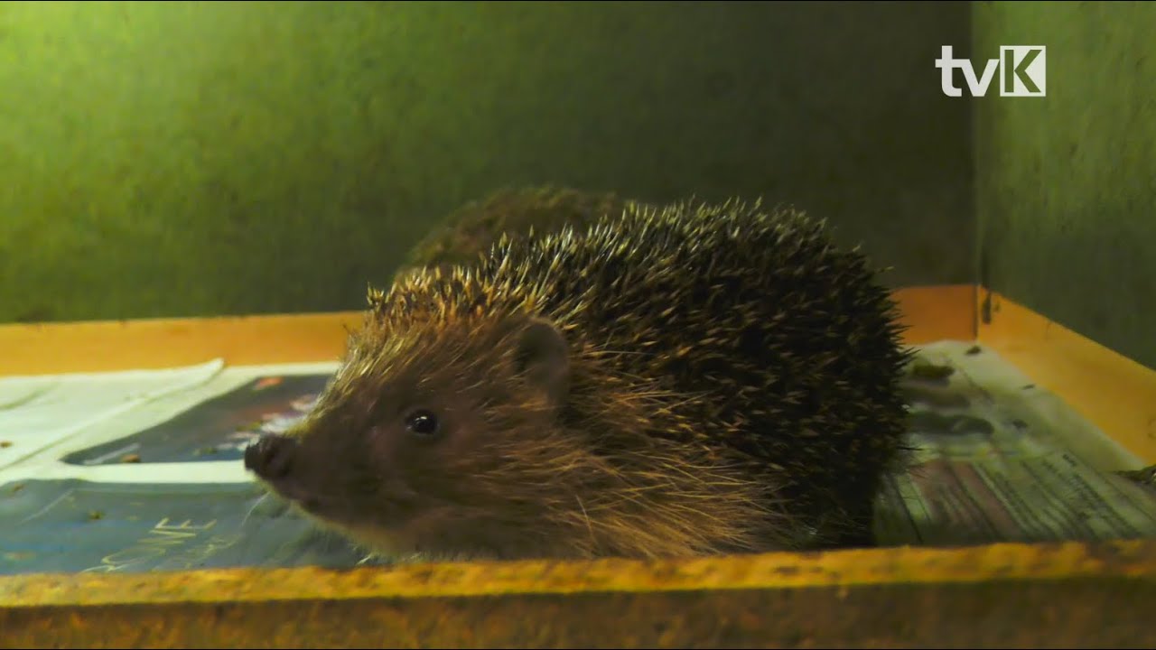 Komfortowe domki dla jeży