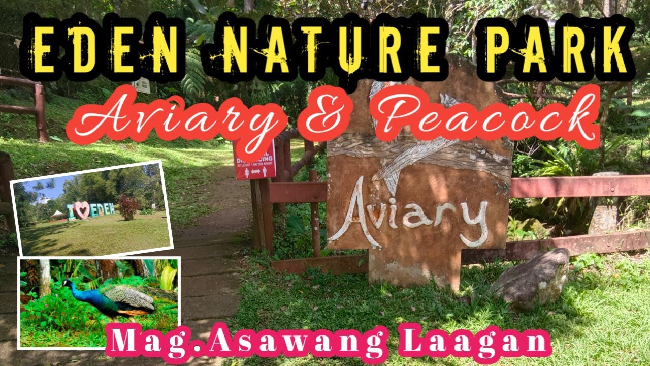 EDEN AVIARY II PEACOCK ENCOUNTER @ EDEN NATURE PARK AND RESORT II LAAG NG @mag.asawanglaagan9917