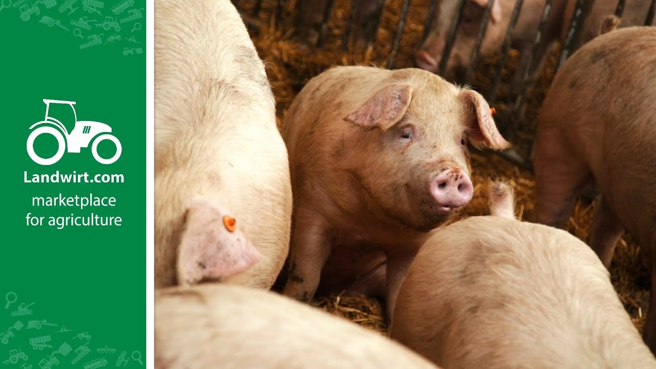 Richtige F&uuml;tterung in der Schweinemast | landwirt.com