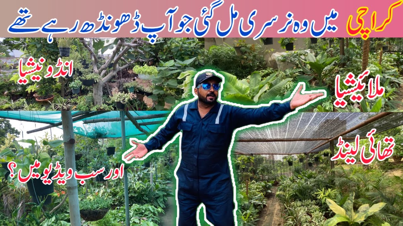 Cheapest plants 🌱 in Karachi || Imported nursery plants in karachi || Nursery Plants Business 🧑‍💼