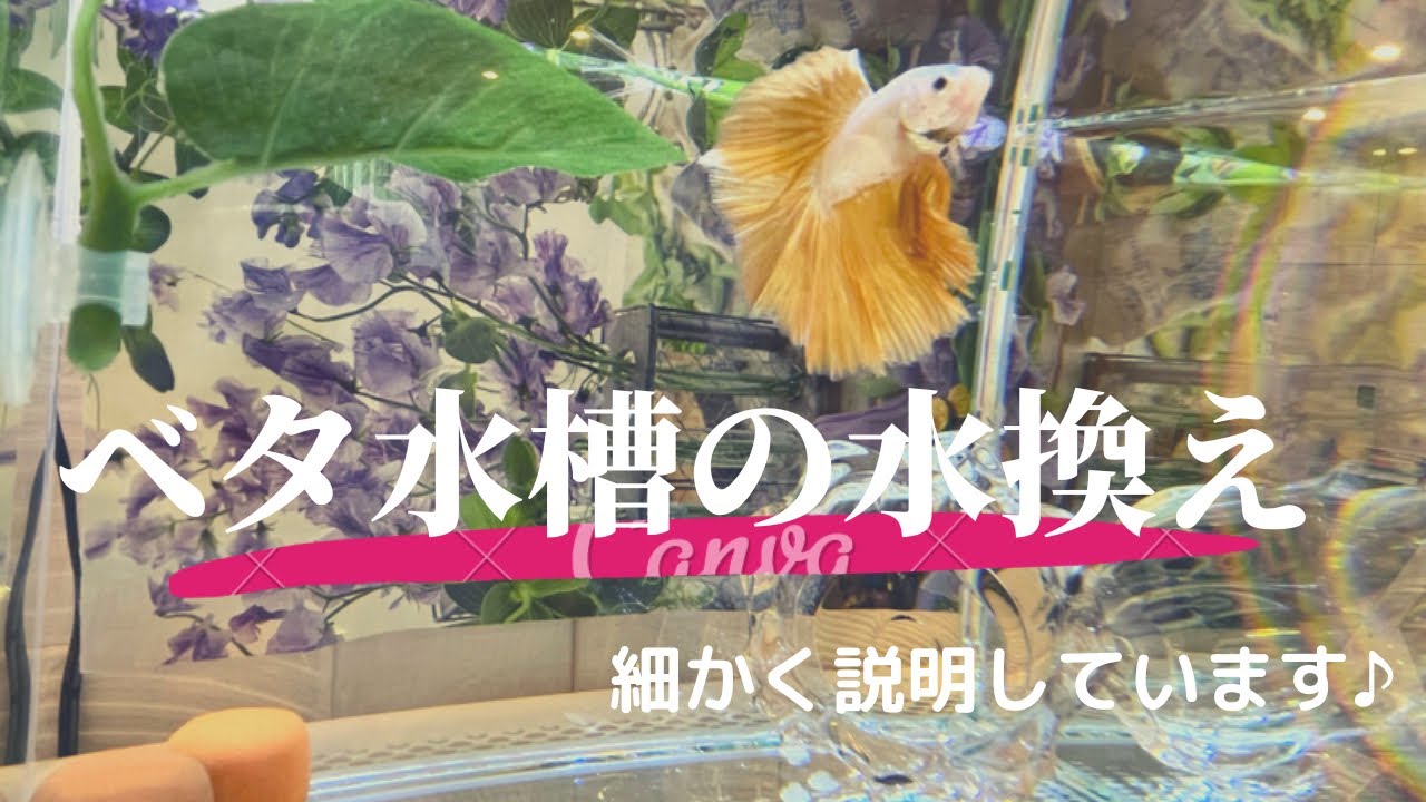 【④Vlog ベタ 】ベタ初心者🔰二児ママ💁‍♀️ベタ水槽の水換えルーティン♪
