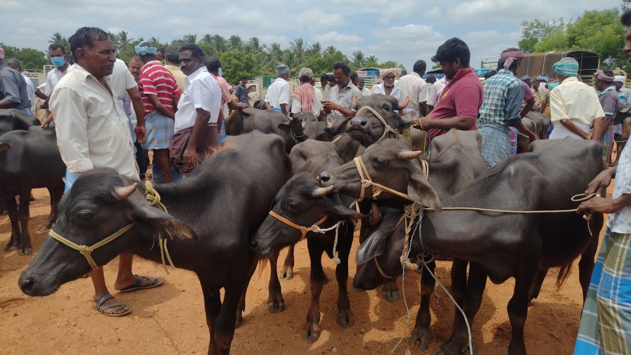 🐃 எருமமாடுகள் விலைநிலவரம்\\ திருப்பூர் மாட்டுச்சந்தை#tirupur bufflomarket@Tamil-5500